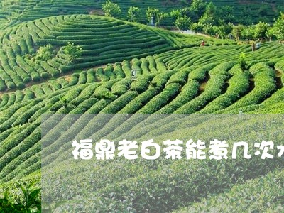 福鼎老白茶能煮几次水啊/2023032761929