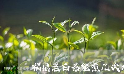 福鼎老白茶能煮几次水泡/2023032789470