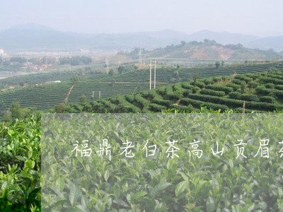 福鼎老白茶高山贡眉茶饼/2023032628481