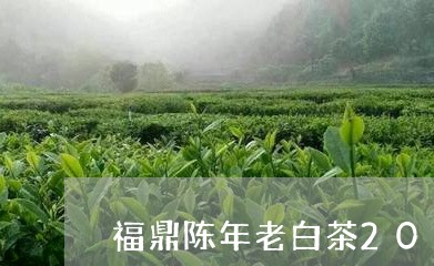 福鼎陈年老白茶2010年/2023033122935