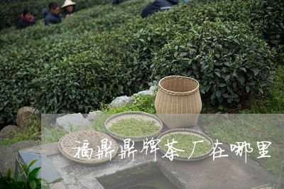 福鼎鼎牌茶厂在哪里/2023041682047