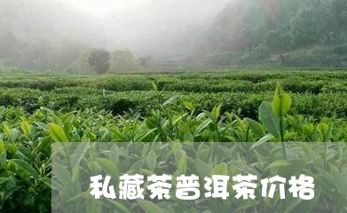 私藏茶普洱茶价格/2023041232724