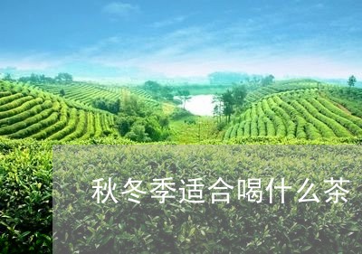 秋冬季适合喝什么茶/2023041559502