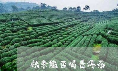 秋季能否喝普洱茶/2023041202817