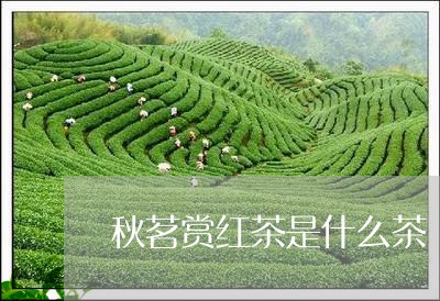 秋茗赏红茶是什么茶/2023041639250