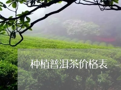 种植普洱茶价格表/2023033076149