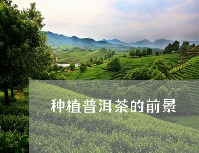 种植普洱茶的前景/2023032944948