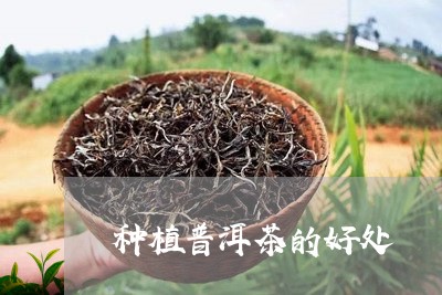 种植普洱茶的好处/2023033025147