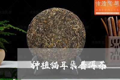 种植猫耳朵普洱茶/2023032950417