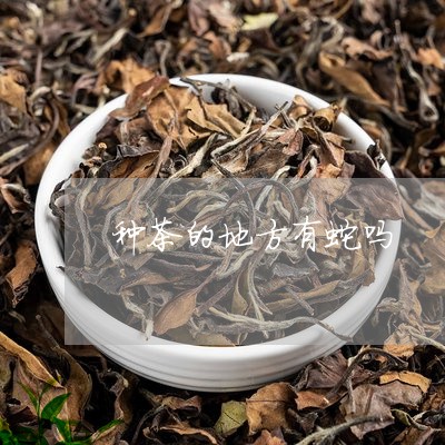 种茶的地方有蛇吗/2023032499582