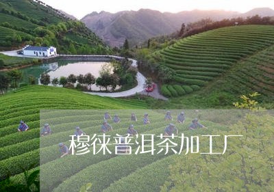 穆徕普洱茶加工厂/2023033182705