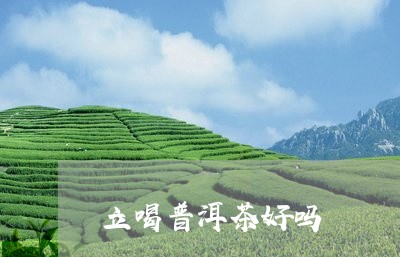 立喝普洱茶好吗/2023041032816