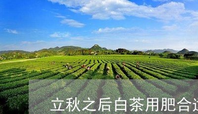 立秋之后白茶用肥合适吗/2023032765961