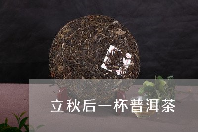 立秋后一杯普洱茶/2023031805068