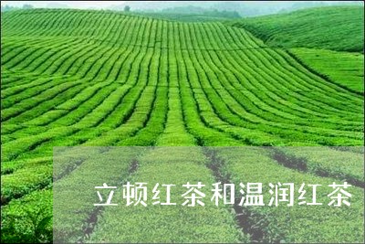 立顿红茶和温润红茶/2023041505203