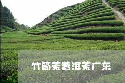 竹筒茶普洱茶广东/2023041290794