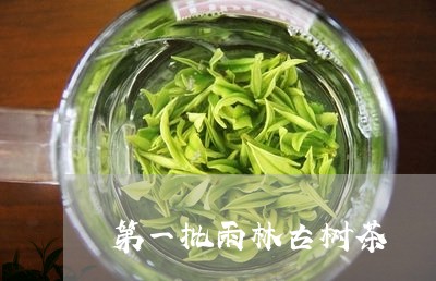 第一批雨林古树茶/2023032616060