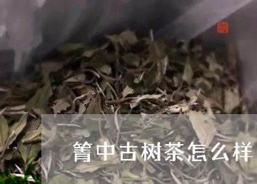 箐中古树茶怎么样/2023032604725