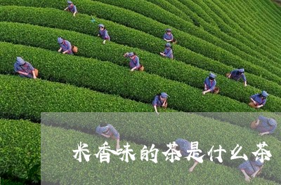 米香味的茶是什么茶/2023032001614