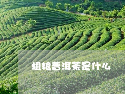 粗粮普洱茶是什么/2023041271815