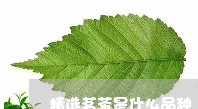 精选茗茶是什么品种/2023041799481