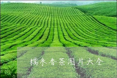 糯米香茶图片大全/2023031750602