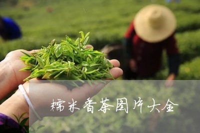 糯米香茶图片大全/2023041371392