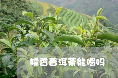 糯香普洱茶能喝吗/2023033084060