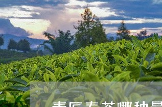 素匠泰茶哪种最好喝/2023041535162