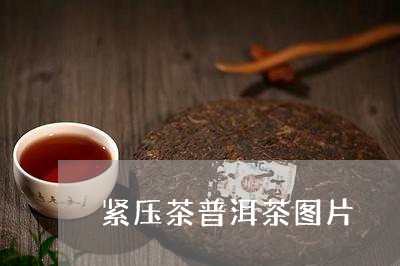 紧压茶普洱茶图片/2023031642605