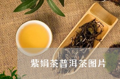 紫娟茶普洱茶图片/2023041140513