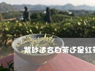 紫砂适合白茶还是红茶好/2023032781481