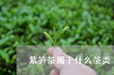 紫笋茶属于什么茶类/2023041739593