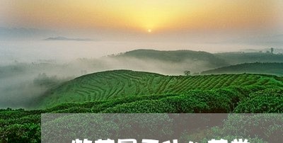 紫茶属于什么茶类/2023032473937