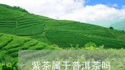 紫茶属于普洱茶吗/2023031673857