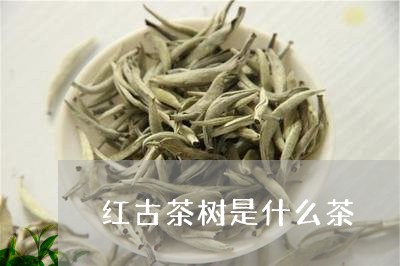 红古茶树是什么茶/2023032553825