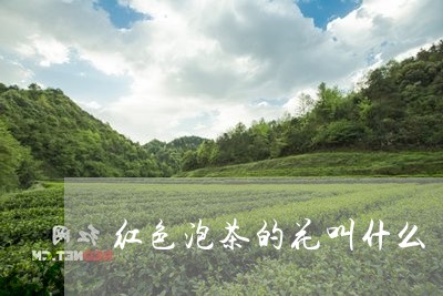 红色泡茶的花叫什么/2023032196149