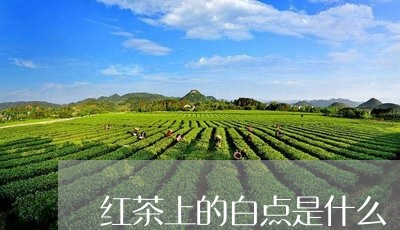 红茶上的白点是什么/2023041541625