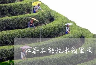 红茶不能放冰箱里吗/2023031865037