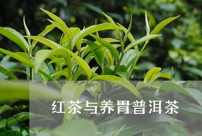 红茶与养胃普洱茶/2023040943635