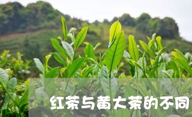 红茶与黄大茶的不同/2023032117179