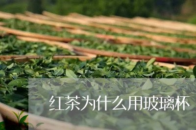 红茶为什么用玻璃杯/2023031905048