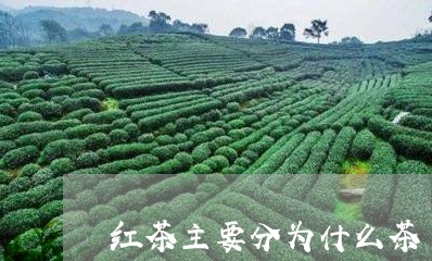 红茶主要分为什么茶/2023041639615