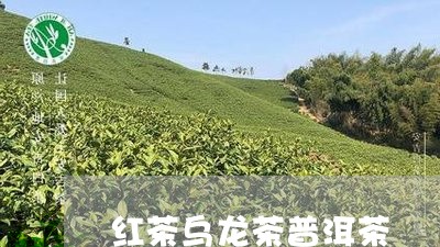 红茶乌龙茶普洱茶/2023031663926