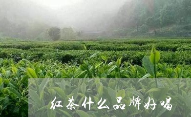 红茶什么品牌好喝/2023032271934