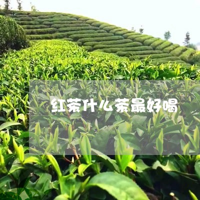 红茶什么茶最好喝/2023032462617