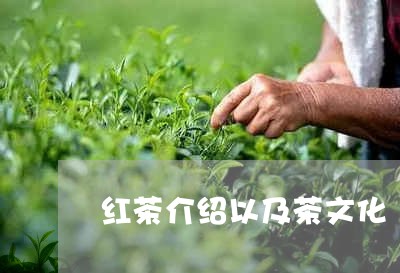 红茶介绍以及茶文化/2023041416141