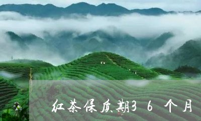 红茶保质期36个月/2023031972826