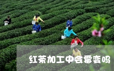 红茶加工中会霉变吗/2023041426261