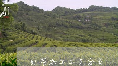 红茶加工工艺分类/2023032381806